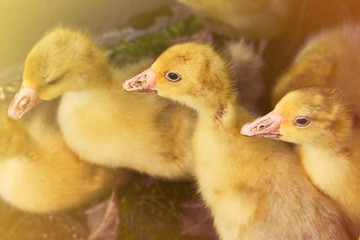 Small ducklings crowd gathered in the corner of the cage. Chickens, ducks breeding on an industrial poultry farm. Toned.