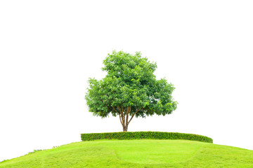 Tree and field of grass on small mountain for success concept  isolated on a white background with clipping path