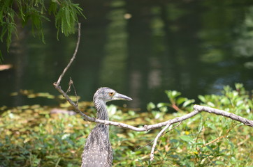 heron