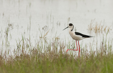  
Black-winged stilt (Himantopus himantopus) in the grass, Republic of Kalmykia, Russia
