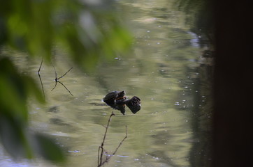 Baby Turtle sunbathing 