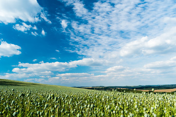 Big field with growing green poppies