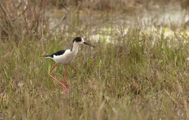  
Black-winged stilt (Himantopus himantopus) in the grass, Republic of Kalmykia, Russia
