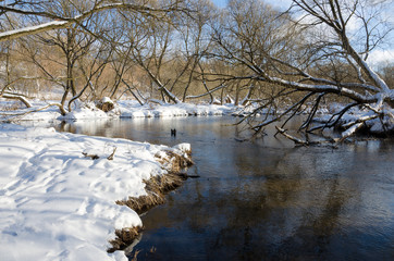 Fototapeta na wymiar Sunny winter morning on the bank of small forest river.River Konchura in Moscow region,Russia.