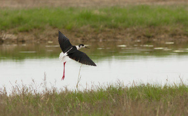  
Black-winged stilt (Himantopus himantopus) in the grass, Republic of Kalmykia, Russia
