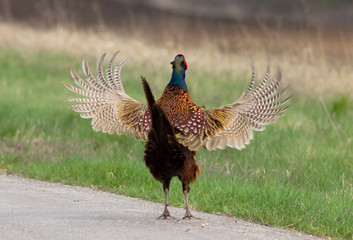 Common pheasant (Phasianus colchicus) on the road