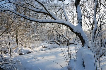 Sunny winter scene with snow covered trees.Frosty morning.