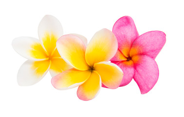 Fototapeta na wymiar frangipani flower isolated