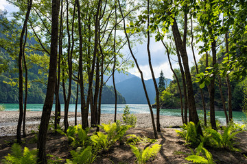 Beautiful place on Ritsa Lake in Relict National Park. Abkhazia. Green ferns, trees and view on water in mountain lake