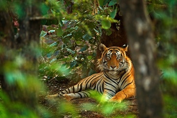 Fototapeta premium Indiański tygrysi samiec z pierwszy deszczem, dzikie zwierzę w natury siedlisku, Ranthambore, India. Duży kot, zagrożone zwierzę. Koniec pory suchej, początek monsunu. Tygrys układający się w zielonej roślinności. Dzika Azja.