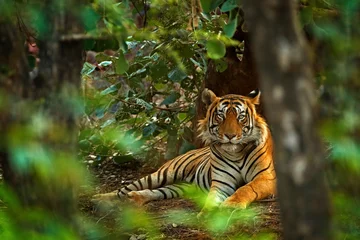 Fototapete Tiger Indischer Tigermann mit erstem Regen, wildes Tier im Naturlebensraum, Ranthambore, Indien. Große Katze, gefährdetes Tier. Ende der Trockenzeit, beginnender Monsun. Tiger, der in grüne Vegetation legt. Wildes Asien.