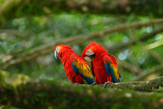 Pair of big parrot Scarlet Macaw, Ara macao, two birds sitting on branch, Costa rica. Wildlife love scene from tropic forest nature. Two beautiful parrot on tree branch, nature habitat. Red bird love.