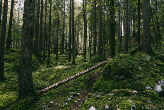 Wald im Reintal am Fu&szlig;e der Zugspitze, Deutschland