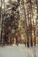 Winter forest. Instagram filter.