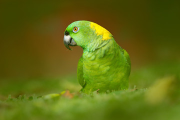 Yellow-naped Parrot, Amazona auropalliata, portrait of light green parrot with red head, Costa Rica. Detail close-up portrait of bird. Bird and pink flower. Wildlife scene from tropic nature.