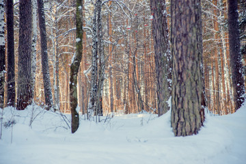 Winter forest. Instagram filter.