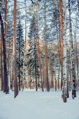 Fototapeta premium Winter forest. Instagram filter.