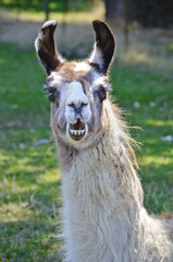 Obraz premium Llama closeup with funny expression on face/Closeup of Llama with mouth open and appears to be talking