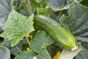 Cucumber growing in garden.