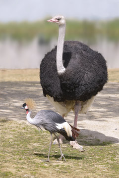 Ostrich (Struthio camelus) and Black Crowned Crane (Balearica pavonina)