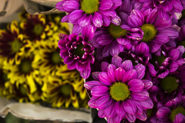 purple krisan flower 