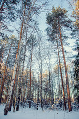 Sunset in a winter forest.