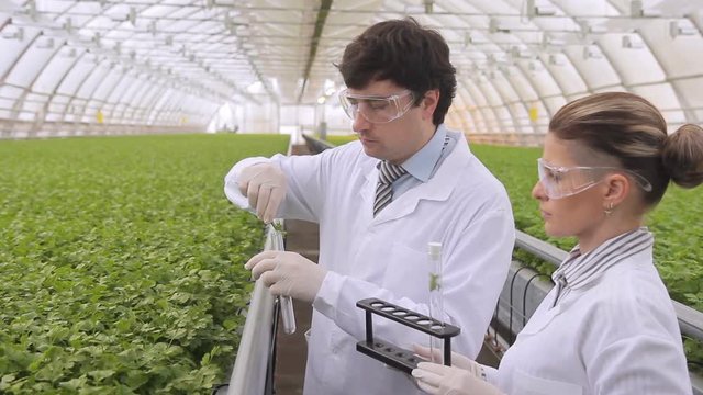 Experts take green sample tubes in industrial greenhouse. Two people in dressing gowns and sterile gloves stand at the counter, on which fragrant plants grow. They take several leaflets for the