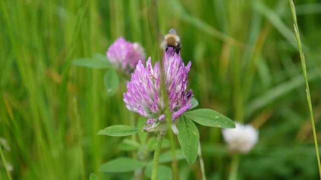 The bumblebee sits on a red clover flower. Close up video. Shooting of static camera.