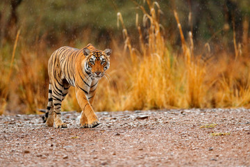 Obraz premium Indiańska tygrysia kobieta z pierwszy deszczem, dzikie zwierzę w natury siedlisku, Ranthambore, India. Duży kot, zagrożone zwierzę. Koniec pory suchej, początek monsunu. Tygrys chodzący po szutrowej drodze.