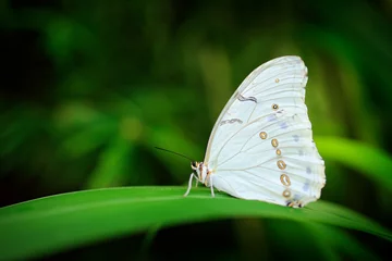 Aluminium Prints Butterfly Morpho polyphemus, the white morpho, white butterfly of Mexico and Central America. Big white butterfly, sitting on green leaves, Mexico. Tropic forest. Insect in the nature tropic habitat.
