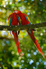 Two beautiful parrot on tree branch in nature habitat. Green habitat. Pair of big parrot Scarlet Macaw, Ara macao, two birds sitting on branch, Brazil. Wildlife love scene from tropic forest nature. © ondrejprosicky