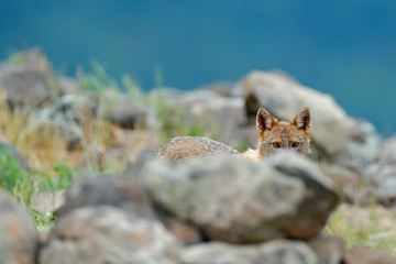 Hidden Golden jackal, Canis aureus, feeding scene with rock meadow, Madzharovo, Eastern Rhodopes, Bulgaria. Wildlife Balkan. Wild dog behaviour scene, stone nature. Mountain animal in the habitat.