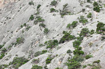 Mountain wall growing on her juniper trees