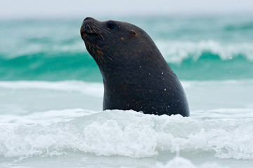 Seal in the sea waves. Seal from Falkland islands with open muzzle and big dark eyes, dark blue sea...