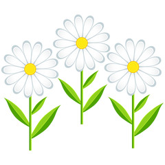 Three flowers chamomiles isolated