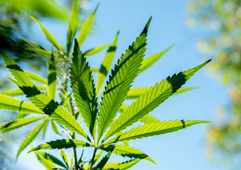 Texture leaves of marijuana. A young hemp plant against a background of a sky and blurred leaves. Selective focus..