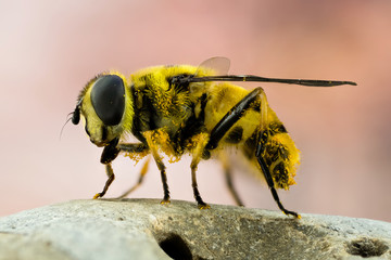 Macro Focus Stacking - Hover-fly, Hoverfly, Fly, Flies