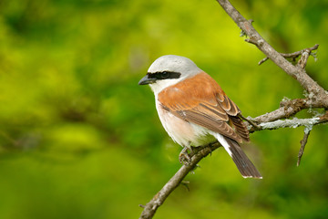 Fototapeta premium Red-backed shrike, Lanius collurio, bird from Bulgaria. Animal in the nature habitat, Europe. Shrike sitting on the branch. Clear green background.