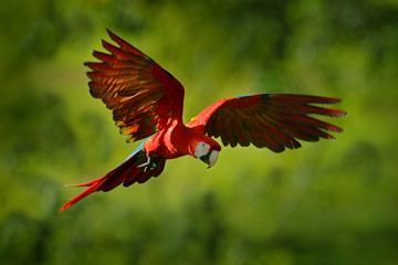 Parrot flight in the green jungle habitat. Red parrot in fly. Scarlet Macaw, Ara macao, in tropical...