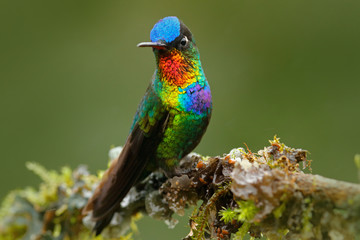 Red glossy shiny bird. Fiery-throated Hummingbird, Panterpe insignis, colour bird sitting on larch branch. Red shiny hummingbird in dark habitat. Mountain bright animal from Panama. Detail portrait.