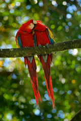 Naklejka premium Pair of big parrot Scarlet Macaw, Ara macao, two birds sitting on branch, Costa rica. Wildlife love scene from tropic forest nature. Two beautiful parrot on tree branch, nature habitat. Red bird love.