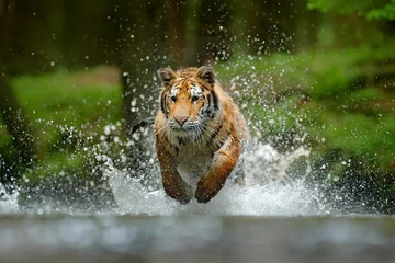 Papier Peint photo Lavable Tigre Tiger running in the water. Danger animal, tajga in Russia. Animal in the forest stream. Grey Stone, river droplet. Tiger with splash river water. Action wildlife scene with wild cat, nature habitat.