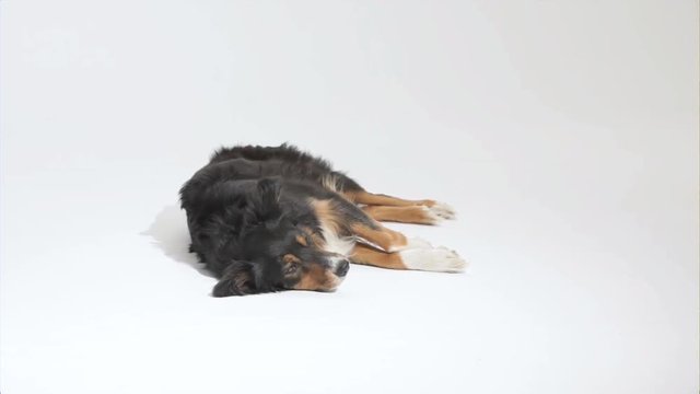 Hund liegt und springt pl&ouml;tzlich auf Studioaufnahme