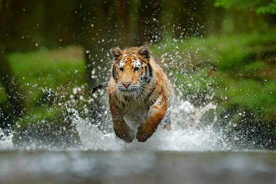 Tiger running in the water. Danger animal, tajga in Russia. Animal in the forest stream. Grey Stone, river droplet. Tiger with splash river water. Action wildlife scene with wild cat, nature habitat.