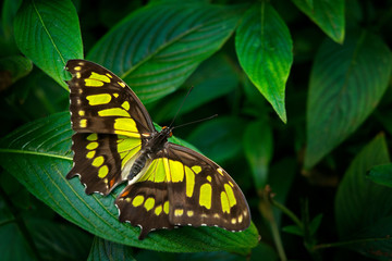 Beautiful butterfly Metamorpha stelenes in nature habitat, from Costa Rica. Butterfly in the green...