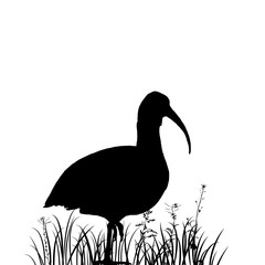 ibis in grass silhouette