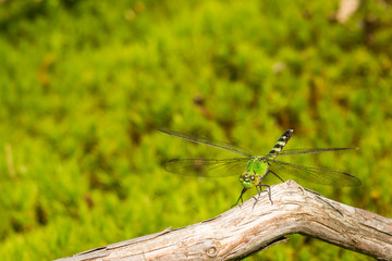 Common Green Darner
