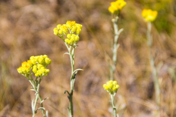 Helichrysum arenarium on meadow