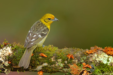 Tanager sitting on beautiful moss branch with clear background. Beautiful view of wild nature. Wildlife scene from tropic jungle. Female of Orange bird Flame-colored Tanager, Piranga bidentata.