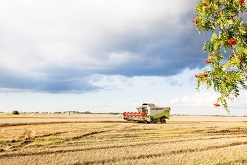 Harvester is woking during harvest time in the farmers fields, agriculture concept